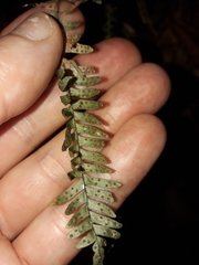Ctenopterella lasiostipes