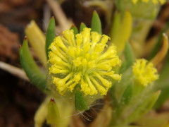 Triptilodiscus pygmaeus