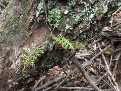 Asplenium aethiopicum