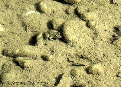 Pelophylax kurtmuelleri