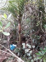 Fulcita palm (Cyphophoenix fulcita)