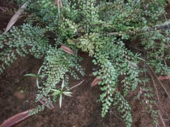 Odontosoria alutacea