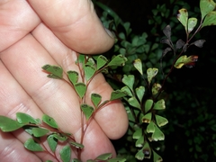 Odontosoria alutacea