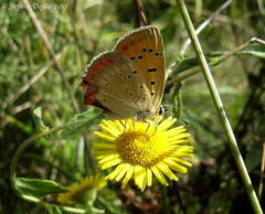 Lycaena ottomanus