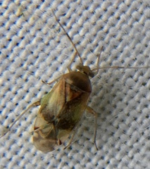 Pinalitus cervinus