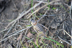 Ephippiger ephippiger