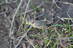 Ephippiger ephippiger