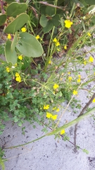 Hemimeris sabulosa