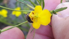 Hemimeris sabulosa