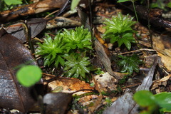 Rhodobryum