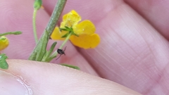 Hemimeris sabulosa
