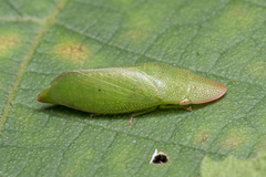Petalocephala