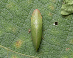 Petalocephala