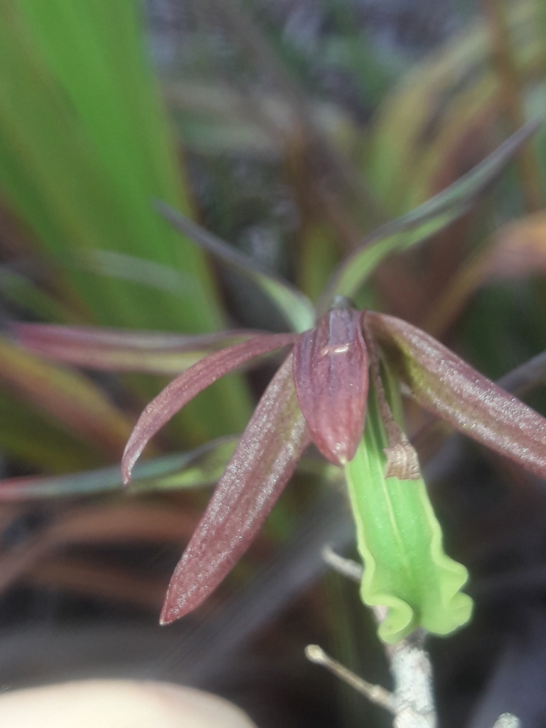 Dendrobium verruciferum