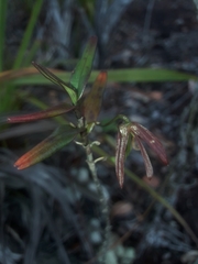 Dendrobium verruciferum