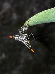 Gasteracantha westringi