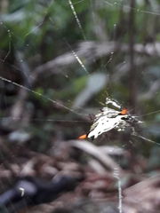 Gasteracantha westringi