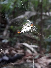 Gasteracantha westringi