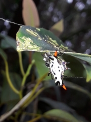 Gasteracantha westringi
