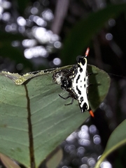 Gasteracantha westringi