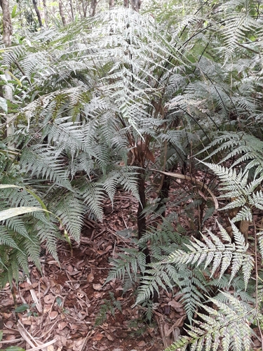 Orthiopteris firma observed 2019-10-17