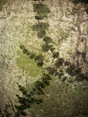 Trichomanes tahitense