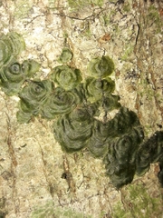 Trichomanes tahitense