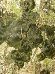 Trichomanes tahitense