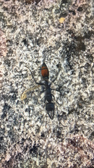 Myrmecia mandibularis