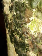 Trichomanes tahitense