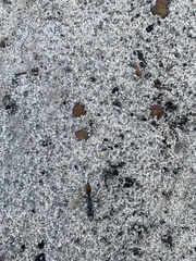Myrmecia mandibularis