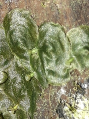 Trichomanes tahitense