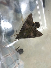 Macroglossum corythus