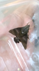 Macroglossum corythus