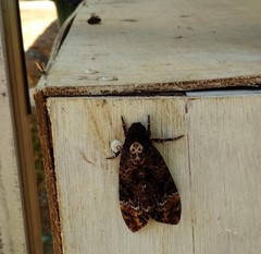 Acherontia