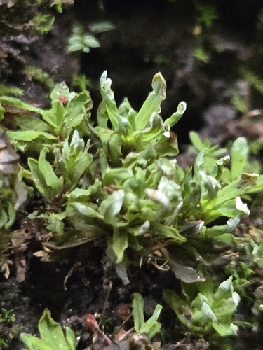 Extinguisher Moss (Encalypta procera)