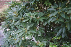 Daphniphyllum macropodum