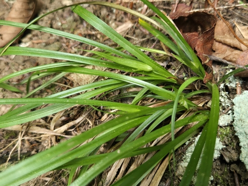 Back's sedge (Carex backii)