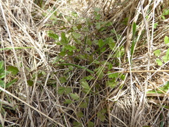 Chaerophyllum ramosum