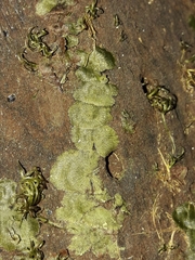 Trichomanes tahitense