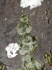 Trichomanes tahitense