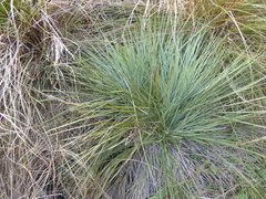 Aciphylla glaucescens