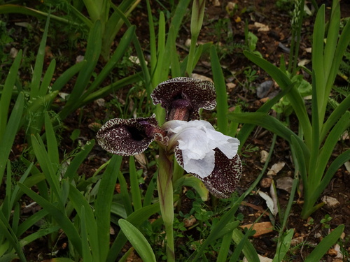 Nazareth iris (Iris bismarckiana)