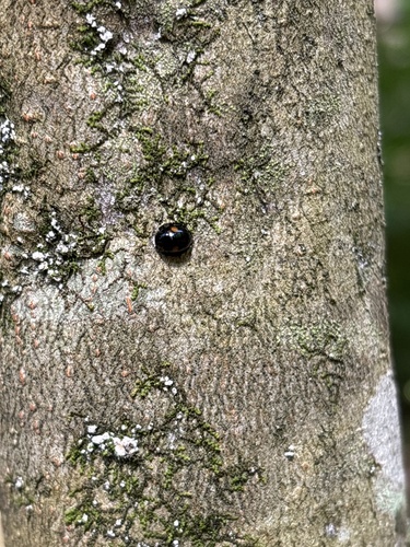 Twice-stabbed lady beetle