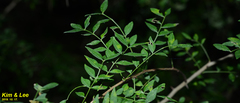 Zanthoxylum schinifolium