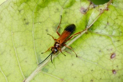 Priocnemis conformis