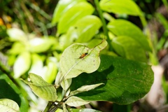 Priocnemis conformis