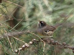 Sericornis maculatus