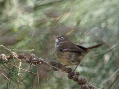 Sericornis maculatus