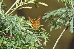 Heteronympha paradelpha